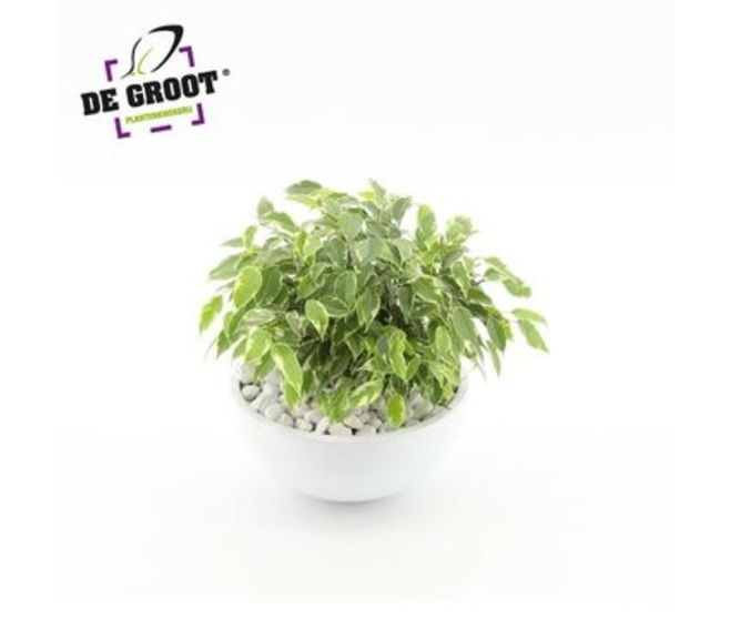 FICUS KINKY COUPE CERAM