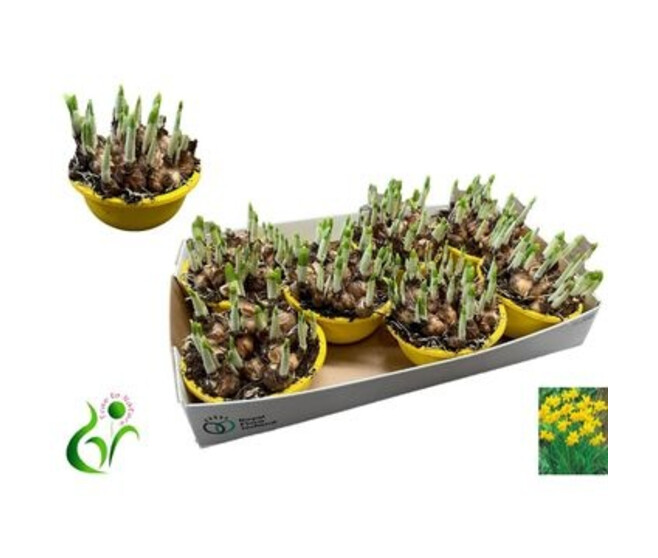 NARCISSE T.A.T. COUPE