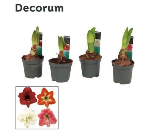 AMARYLLIS KOLIBRI 2TIGES