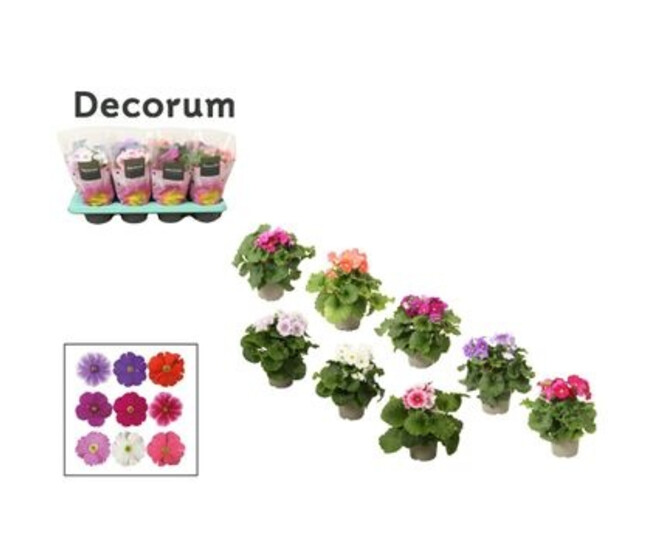 PRIMEVERE OBCONICA VARIEE