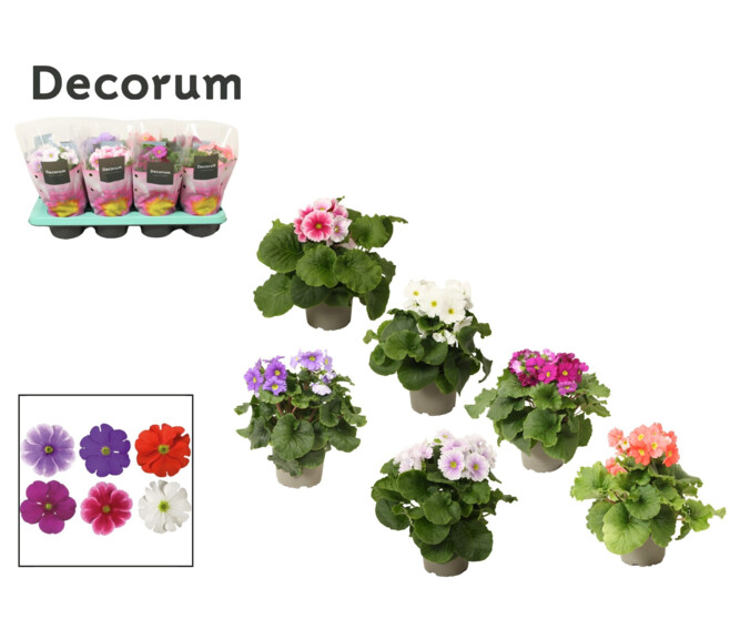 PRIMEVERE OBCONICA VARIEE