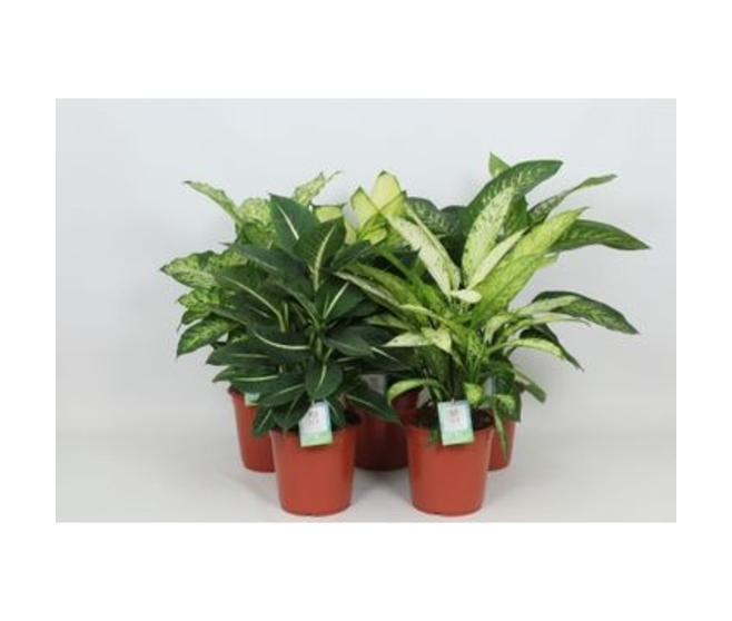 DIEFFENBACHIA VARIES