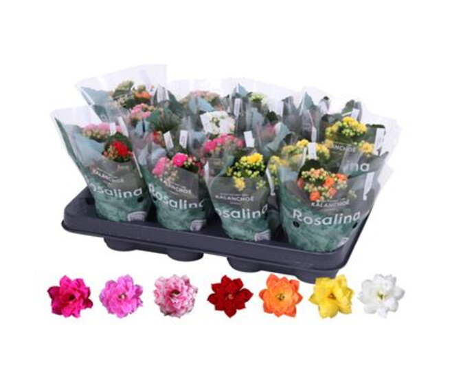 KALANCHOE FL DBLE VARIES