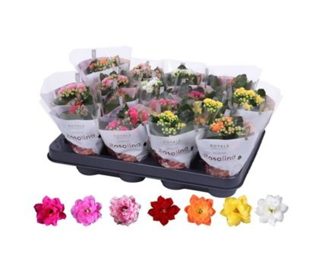 KALANCHOE FL DBLE ROYALE VARIE