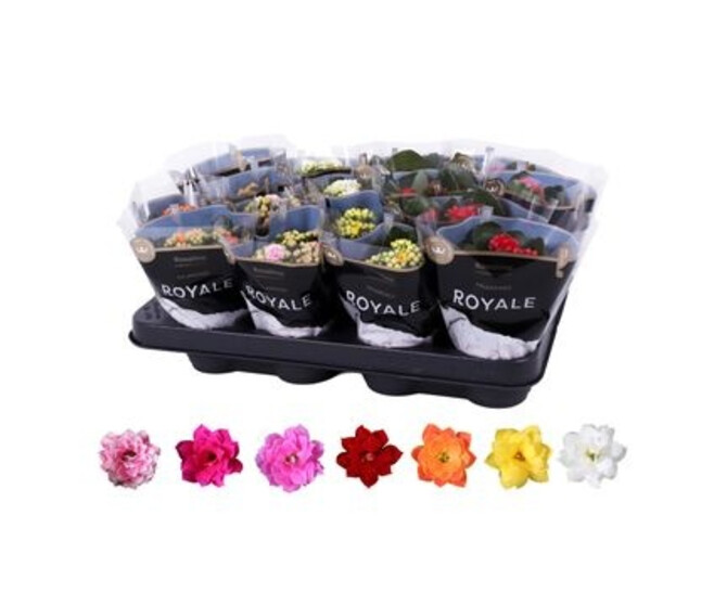 KALANCHOE FL DBLE ROYALE VARIE