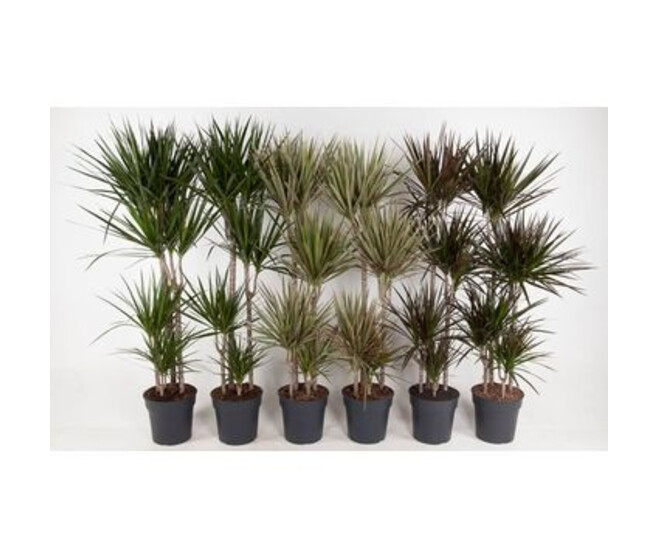 DRACAENA MARGINATA 90-60-30-15