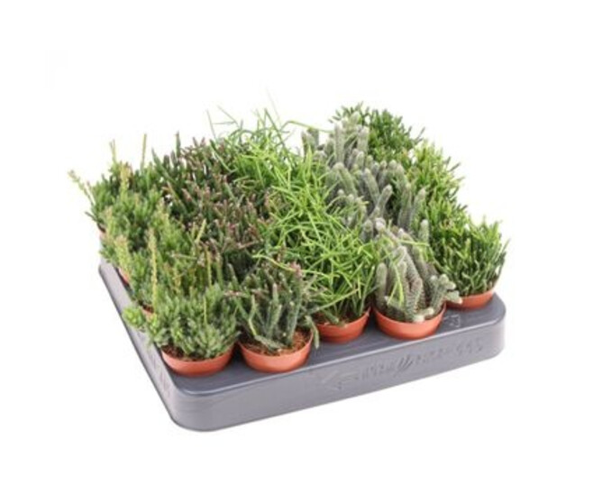 RHIPSALIS VARIES