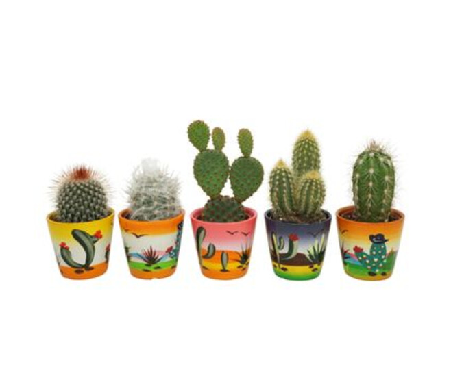 CACTUS VARIES CERAM
