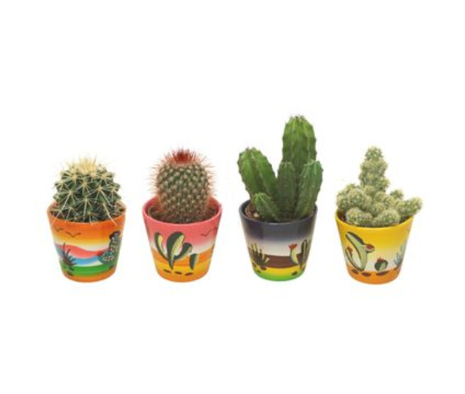 CACTUS VARIES CERAM