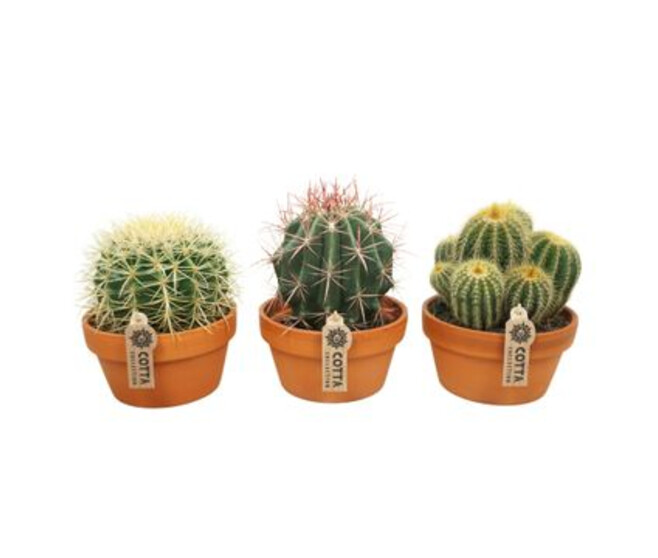 CACTUS VARIES P TERRE