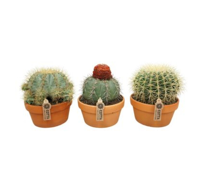 CACTUS VARIES