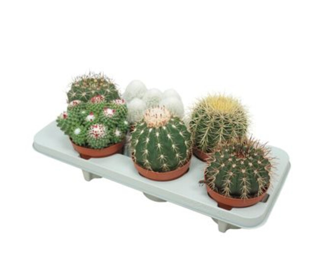 CACTUS VARIES