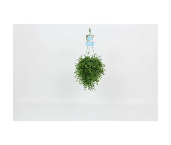 PEPEROMIA SUSP