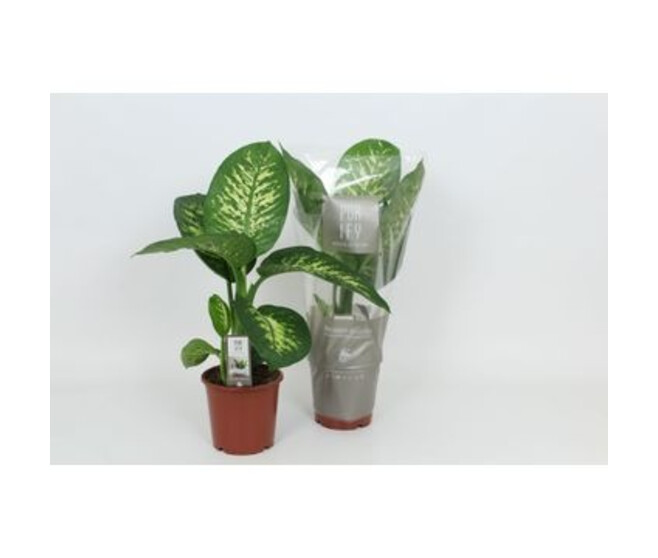 DIEFFENBACHIA TROPIC SNOW