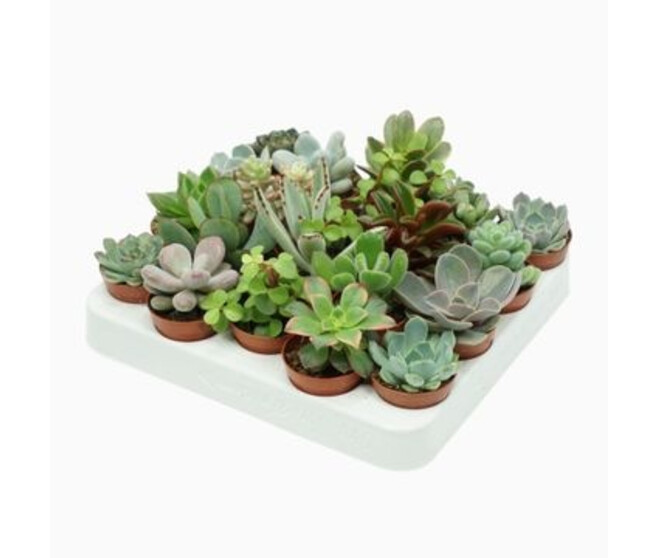 SUCCULENTE VARIEE