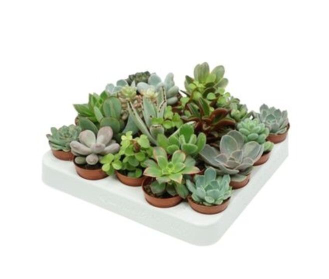 SUCCULENTE VARIEE