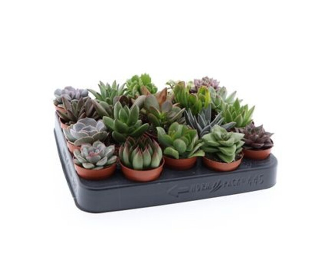 SUCCULENTE VARIEE