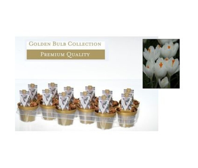 CROCUS BLANC JEANNE D ARC