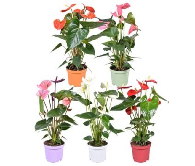 ANTHURIUM ANDREANUM VARIES HOUSSE