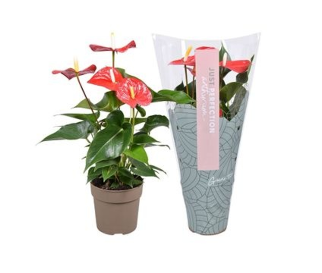 ANTHURIUM ANDREANUM ALMERA ROUGE HOUSSE