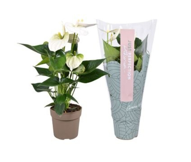 ANTHURIUM ANDREANUM MONT BLANC HOUSSE