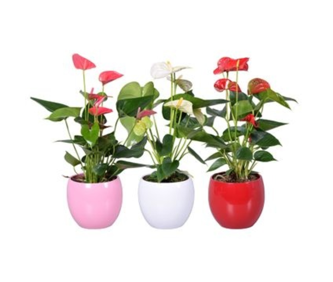 ANTHURIUM ANDREANUM VARIES CERAM