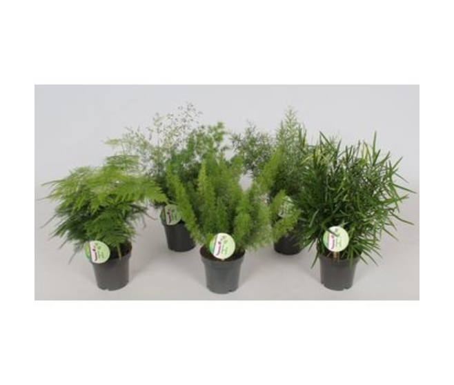 ASPARAGUS VARIES