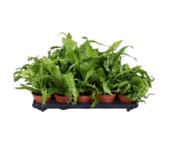 ASPLENIUM VARIES