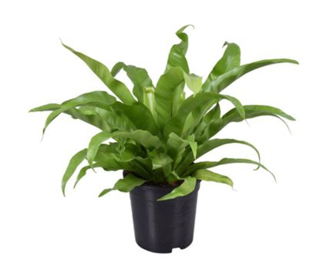ASPLENIUM ANTIQUUM