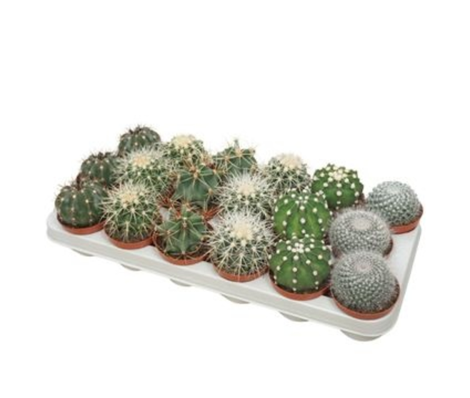 CACTUS VARIES