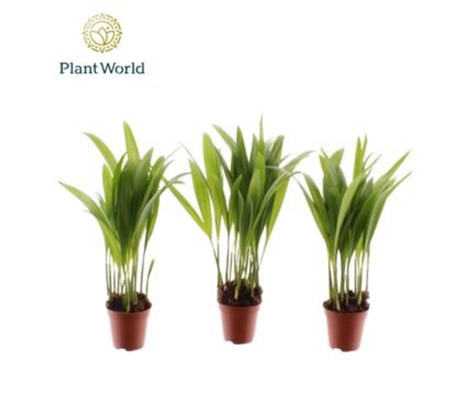 ARECA CHRYSALIDOCARPUS