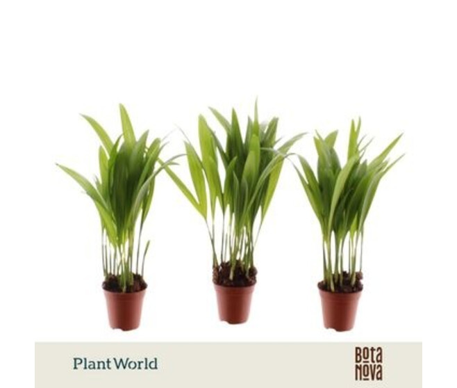 ARECA CHRYSALIDOCARPUS