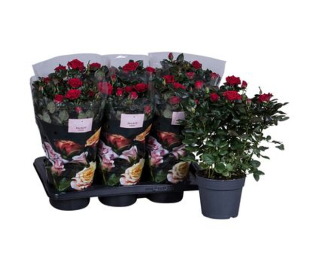 ROSIER PALACE ROUGE