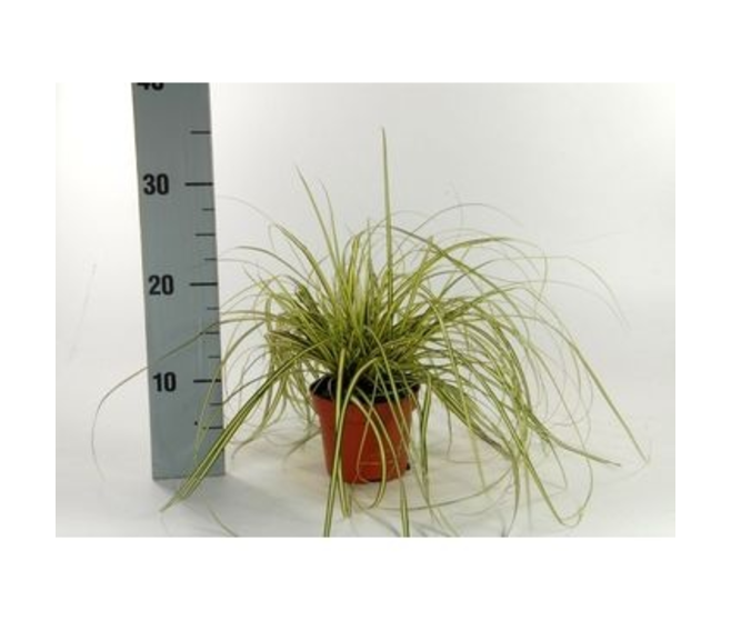 CAREX EVERGOLD