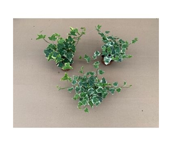 HEDERA VARIES
