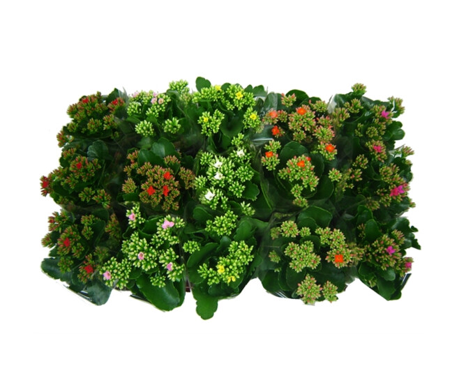 KALANCHOE