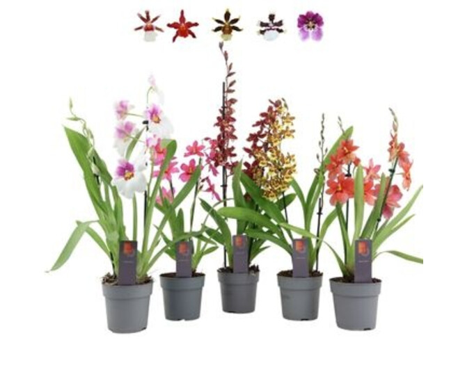 ORCHIDEE 2BR VARIEES