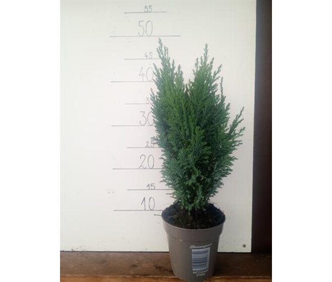 CHAMAECYPARIS ELWOODII