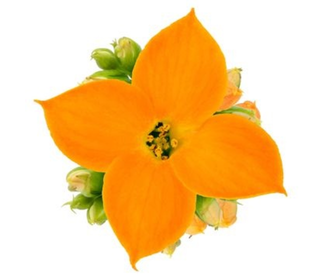 KALANCHOE ORANGE