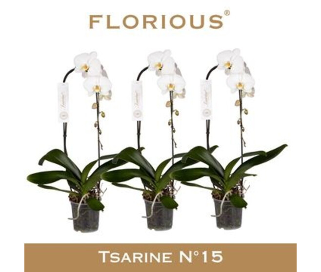 PHALAENOPSIS 1BR BLANC CASCADE