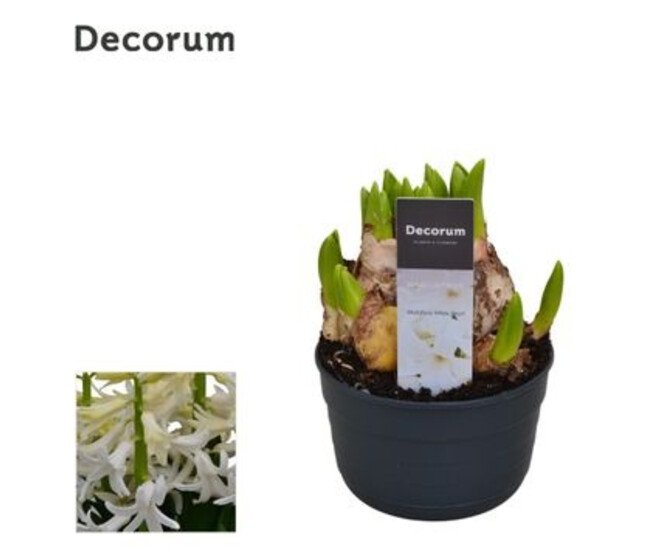 JACINTHE BLANCHE MULTIFLORA