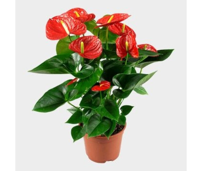 ANTHURIUM ANDREANUM RED WINNER &