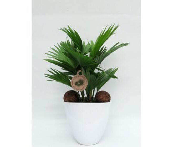 LIVISTONIA COCOS CERAM