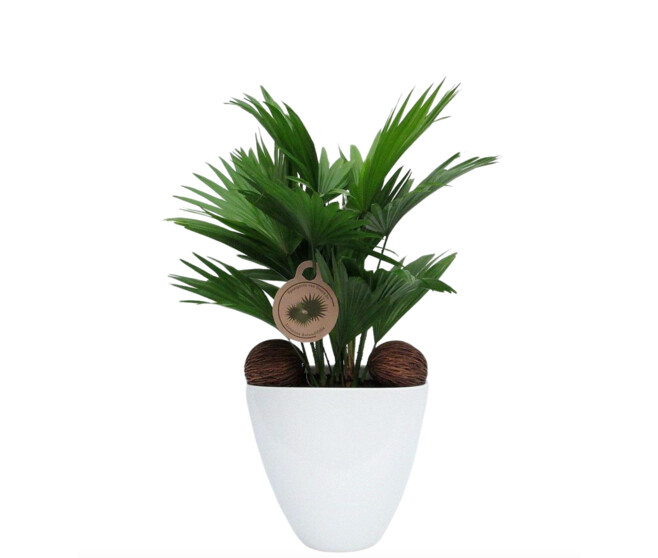 LIVISTONIA COCOS CERAM