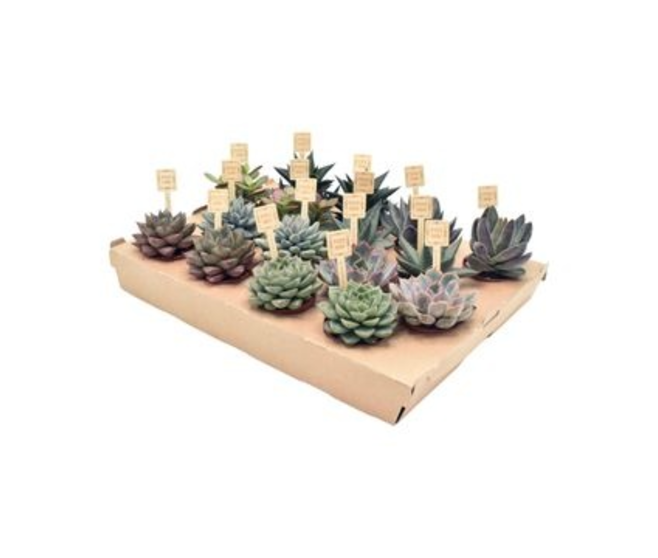 SUCCULENTE VARIEE