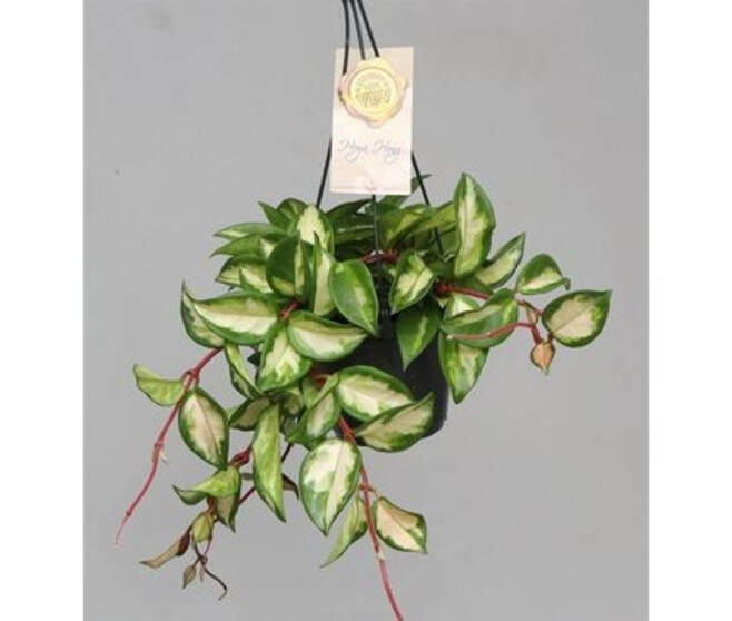HOYA CARNOSA TRICOLOR SUSP