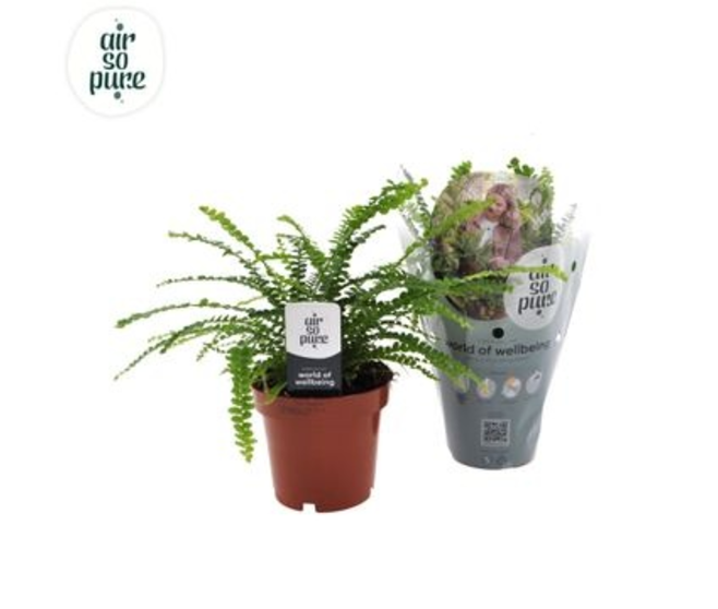NEPHROLEPIS DUFFII