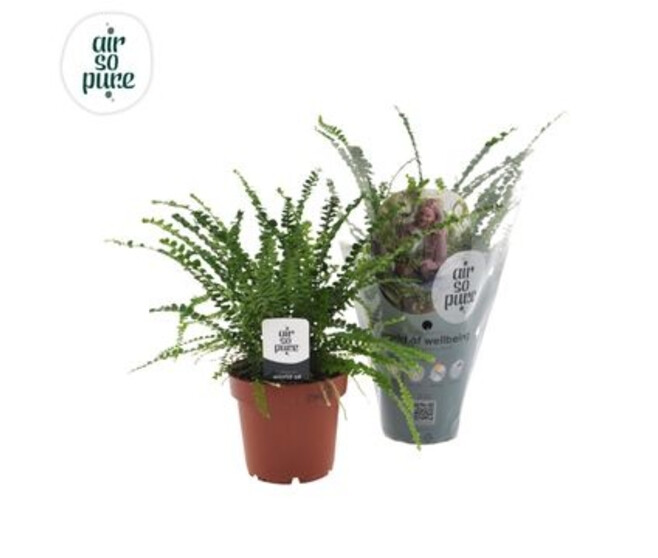 NEPHROLEPIS DUFFII