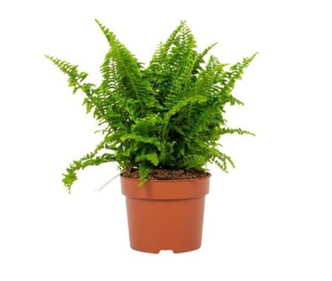 NEPHROLEPIS VITALE