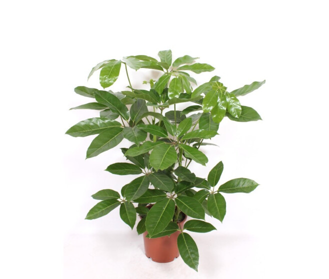 SCHEFFLERA AMATE